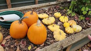 Winter Squash Seed Harvest 2023 [upl. by Jacqueline]