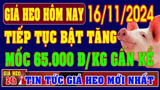 Giá heo hơi ngày 16112024  TIẾP TỤC BẬT TĂNG MỐC 65000 GẦN KỀ [upl. by Eirrod148]