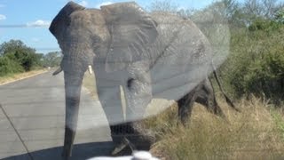 Elephant Attack Five Tonne Elephant Smashes Into Car Full Of Tourists [upl. by Freddi314]