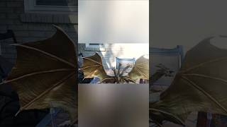 King Ghidorah Stop Motion Test [upl. by Mlehliw594]