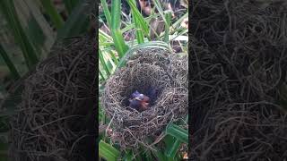 Both barwinged prinia birds raise unborn babies [upl. by Isiad]