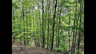 Lots And Land for sale  LOT 112 Buck Mountain Road Purlear NC 28665 [upl. by Assirrac]