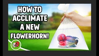 How to Acclimate your new Flowerhorn  FlowerhornLoveTV [upl. by Black]