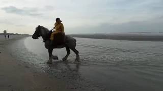 Oostduinkerke Garnaalvissen [upl. by Dorina]