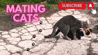 Cats mating Group cats mating on the street Successfully Mating Cats Hard Male cat mating call [upl. by Anier102]