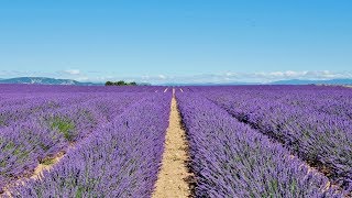 Le temps de la lavande  De SainteCroixduVerdon à Valensole [upl. by Anaele]