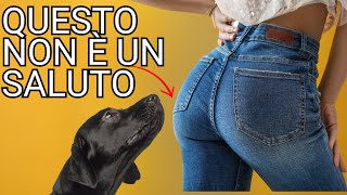 Perché i cani annusano il sedere Scopri 10 comportamenti strani spiegati in modo divertente [upl. by Ingeberg128]