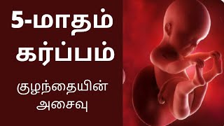 5month pregnancy in Tamil 5th Months Baby Developments in Tamil  கர்ப்பம் மாதம் 5 16 to 20 Week [upl. by Ainak552]