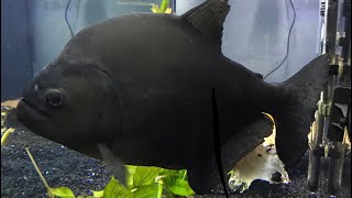 Piranha feeding montage 700 gallon [upl. by Trey]