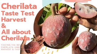 Cherilata Annona Fruit  Harvest amp Taste Review  All About the Cherilata Annona Hybrid [upl. by Whitson]