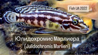 Юлидохромис Марлиера Julidochromis Marlieri Продажа Днепр и по всей Украине [upl. by Ventre]