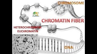 CHROMATIN STRUCTURE  HETEROCHROMATIN  EUCHROMATIN  NEET  HS [upl. by Christabelle]