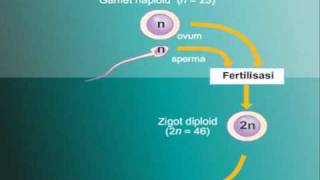 genetika dan reproduksi [upl. by Trebbor705]