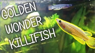 Golden Wonder Killifish  Basic Care [upl. by Ayortal]