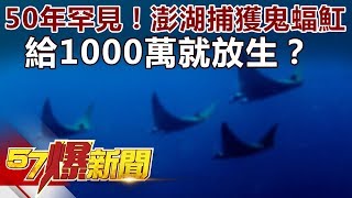 50年罕見！澎湖捕獲鬼蝠魟 給1000萬就放生？ 《57爆新聞》精選篇 網路獨播版 [upl. by Lilllie]