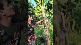 আজ দেখাব কলা গাছের গুরুত্বপর্ণ tips। How to take care banana tree banana bananatree agriculture [upl. by Idnir]