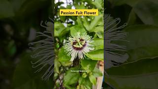 Passion fruit flower in my terrace garden gardening terracegardan passionfruit terracegardening [upl. by Eeliah]