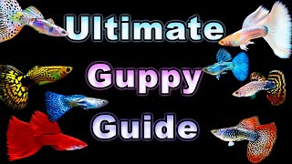 The Ultimate Guide to Guppy Care and Breeding [upl. by Imogene]