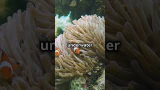 Why Clownfish are the Kings of the Coral Reef [upl. by Roumell562]