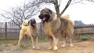 Kangal amp Caucasian Ovtcharka [upl. by Row]