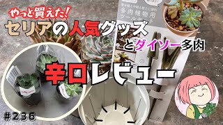 236【多肉植物】セリア噂のアイテムをやっと買えた！辛口レビュー🙏💦ダイソー多肉購入🌵変身するから面白い！ [upl. by Putnam914]