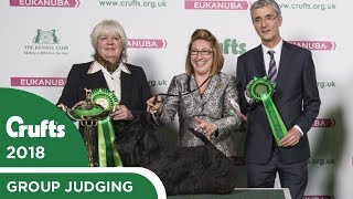 Scottish Terrier  Terrier Group Winners Interview  Crufts 2018 [upl. by Nedrob189]