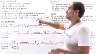 Introduction to Fatty Acid Metabolism [upl. by Eartnoed]