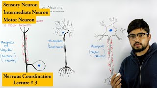 Neurons and its Types [upl. by Marvella409]