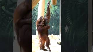 Sari the Orangutans SHOCKING Secret Revealedshortsfunnyvideoorangutansfunnyanimalzoo [upl. by Kanya]