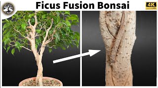 Ficus Fusion Bonsai  Big Cuts [upl. by Irmgard305]