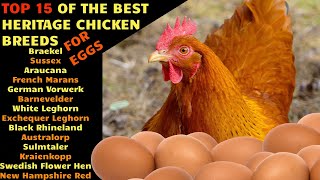 TOP15 Best egg laying HERITAGE CHICKEN breeds for your homestead farm Barnevelder Leghorn Marans [upl. by Analra]