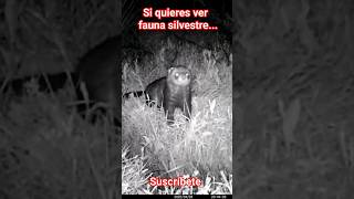 Turón cruza un pequeño arroyuelo wildlife nature animals turón shorts shortsvideo short [upl. by Airdnas335]