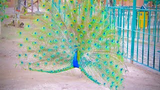 Peacock sounds  Peacock Amazing Sounds  Peacocks Birds Making Flowers with Wings  peacock more [upl. by Idona883]