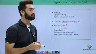 Class 11th – Kingdom Fungi  Zygomycetes Conjugation Fungi  Tutorials Point [upl. by Akoyn16]