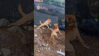 street dog fight  dog barking sound  dogs fight video dogfight streetdog [upl. by Armond]