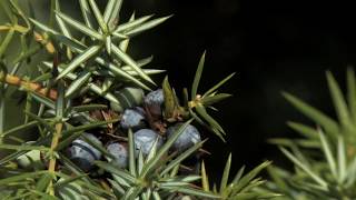 Juniperus communis the common juniper [upl. by Koetke]