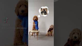 Goldendoodle puppy portrait Expectations VS Reality [upl. by Ramin]