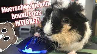 Ein Meerschweinchen kauft das Internet leer  Die Meeries [upl. by Adnik]