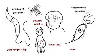 Introduction to Protozoa  the unicellular parasites amoeba giardia leishaniasia plasmodium [upl. by Hocker]