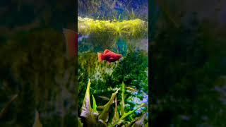 Coral Red Platy Fish [upl. by Crescentia175]