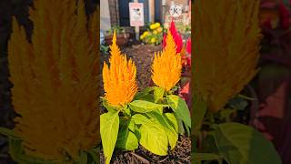 Fall flowers  celosia plumosa  garden Flowers satisfying shorts nature [upl. by Geddes191]