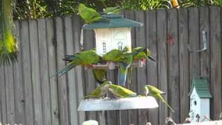 Wild Parrots in Florida [upl. by Odlanor]