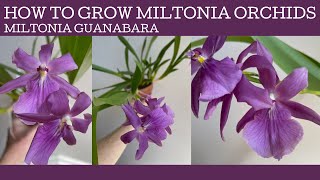 How to grow Miltonia orchids and how to get Miltonia guanabara to flower [upl. by Higginbotham115]