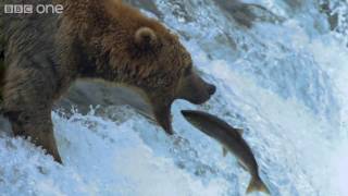 HD Grizzly Bears Catching Salmon  Natures Great Events The Great Salmon Run  BBC [upl. by Liddy217]