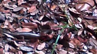 Broadheaded skink [upl. by Chesnut]