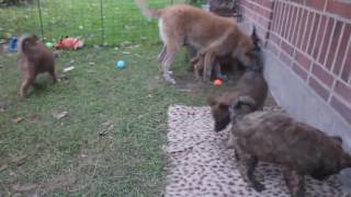 Belgian Shepherd  GroenendaelTervurenMalinoisLaekenois  Difference Explainedmp4 [upl. by Htebiram]