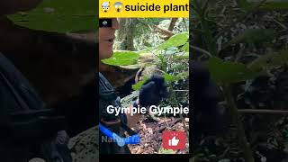 Gympie Gympie sucide plant shorts viral nature facts animals youtubeshorts youtube ytshorts [upl. by Mercedes]