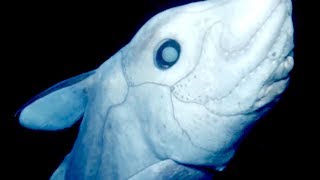 Chimaera Ghost Shark  Deepsea Oddities [upl. by Gilead74]