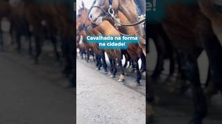 Tradição gaúcha nas ruas da cidade shortsvideo cavalos paixaoporcavalos horse [upl. by Erdnuaed879]