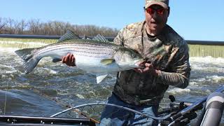 striper fishing Hudson river 2022 [upl. by Galen802]